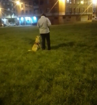 Guau Adiestramiento Canino